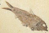 Multiple Detailed Fossil Fish (Knightia) Plate - Wyoming #245023-5